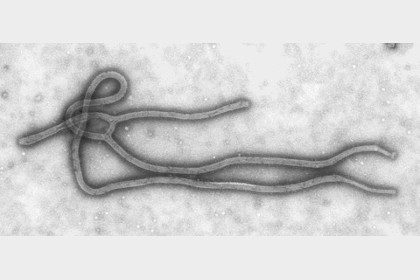 В Гвинее от лихорадки Эбола скончались 59 человек