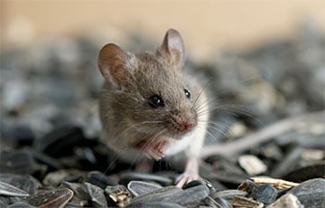 Ученые улучшили память мышей с помощью пищевой добавки из молока