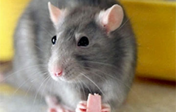 В жилых домах Минска нашли крыс и мышей с опасными инфекциями