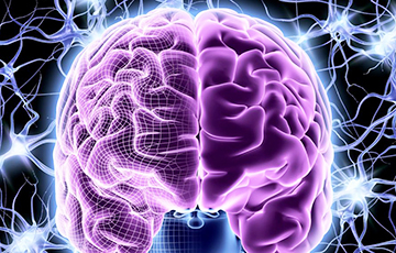 Ученые выяснили, какая область мозга отвечает за подвижный интеллект