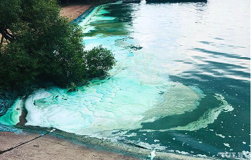 На Минском море и Дроздах вода стала ярко-зеленой
