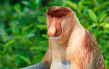 Ученые поняли, зачем обезьянам-носачам нужны их огромные носы