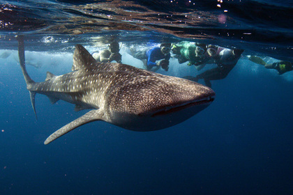 Google защитит свои подводные интернет-кабели от акул
