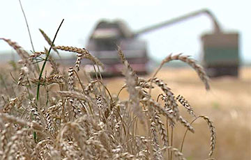 Китай отказался закупать московитскую пшеницу