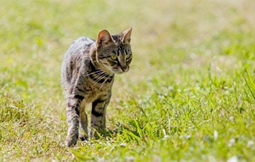 Ученые раскрыли секрет способности кошек приземляться на лапы