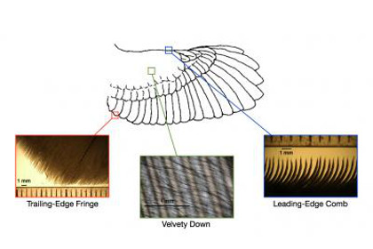 Бесшумность сов объяснили тремя особенностями крыла
