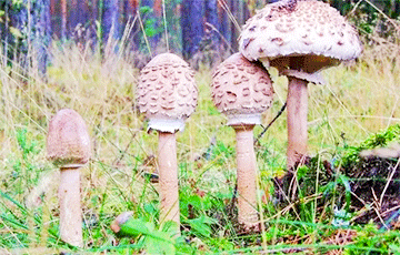 Климатологи рассказали, на какие грибы придется переключиться беларусам