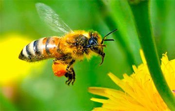 Ученые: Пчелы умеют строить мысленные карты