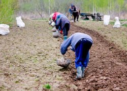 В Минске начнут выращивать картофель-мутант