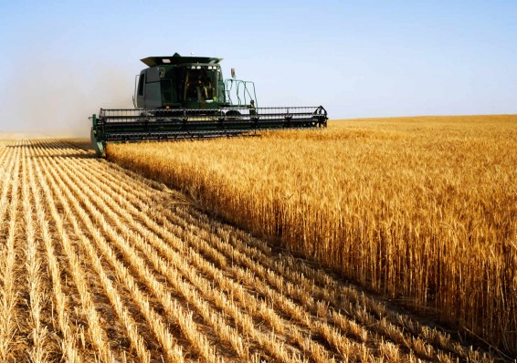 Лукашенко: Сельское хозяйство рентабельнее нефти