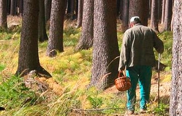 «Не помните мне грибы»: в беларусских лесах произошел показательный случай.