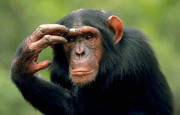 Ученые определили, могут ли обезьяны чувствовать несправедливость