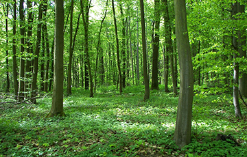 Посещение лесов ограничили в большинстве районов Беларуси
