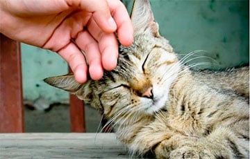 В санаторий с домашними животными: можно ли взять питомца с собой