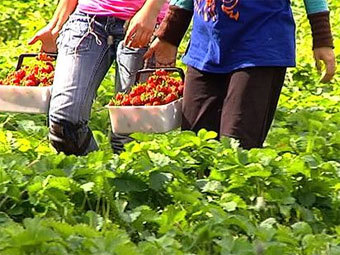 Шведские леса наводнили сборщики ягод из Болгарии