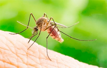 Названо лучшее домашнее средство, чтобы избавиться от комаров