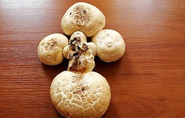 Фотофакт: В Барановичах вырос крестоподобный гриб