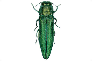 Биологи предупредили о вторжении в Беларусь чужеродного жука-вредителя