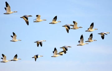Ученые: Птицы используют свое обоняние для навигации в пространстве