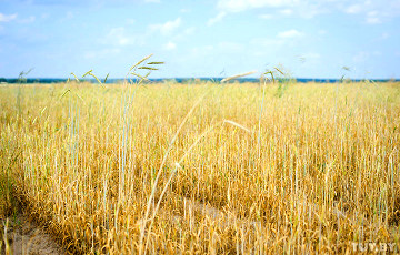 Что будет с урожаем в Беларуси из-за засухи?