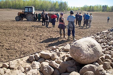 Власти предложили беларусам собирать камни на полях