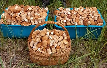 Беларусы делятся кадрами полных корзин после похода в лес.