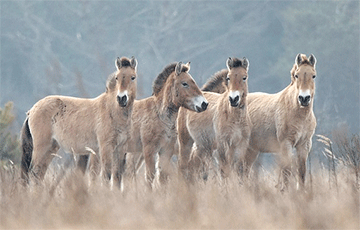Раскрыт геном последнего на Земле вида диких лошадей