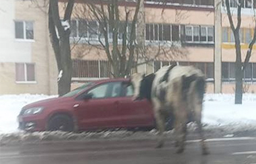 По заснеженному Минску гуляет корова