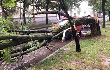 В Бресте ветер ломал деревья, повреждены шесть автомобилей