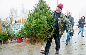 Минчан попросили вынести елки до 22 января