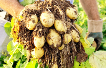 Эксперты рассказали, как вырастить хороший урожай картофеля