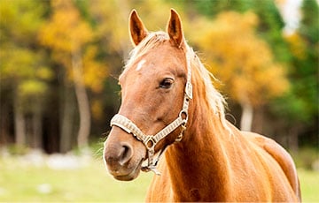 «Беларусские власти поставили на одну единственную лошадь»