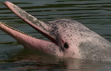 Редких дельфинов разных видов заметили вместе в океане