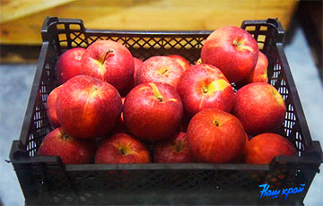 В Беларуси пойдут вверх цены на яблоки