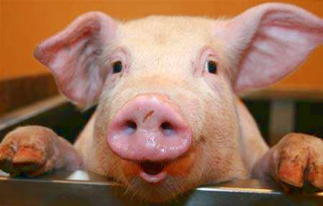 В Беларусь вернулся свиной грипп