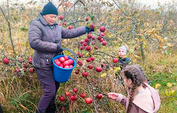 В Калинковичах учителей и школьников отправили на бесплатный сбор яблок в колхозе