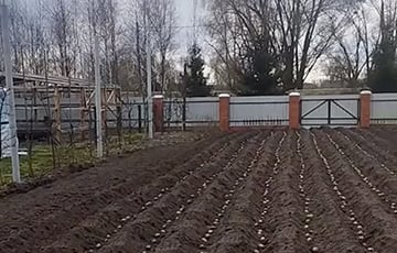 «Куда столько?»: беларуска показала в TikTok, как посадила картошку в марте