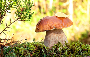 Найдены грибы, обладающие мощными противораковыми свойствами