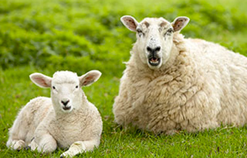 Лукашенко: Сегодня одна овечка, а завтра будет одна и три десятых овечки