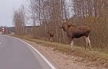 «Обалдеть вы смелые»