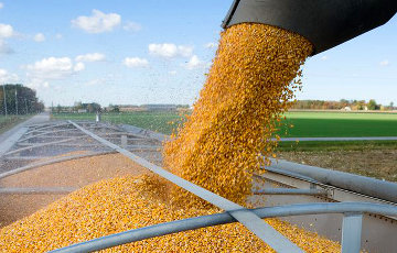 Европа не будет возить украинское зерно через Беларусь