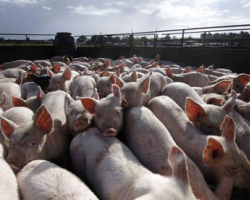 Президент приказал восстановить поголовье свиней