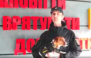 Украинский пес-сапер Патрон получил престижную премию в Каннах